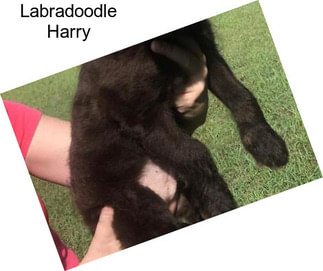 Labradoodle Harry