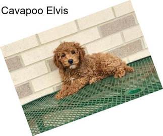 Cavapoo Elvis