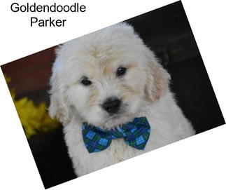 Goldendoodle Parker