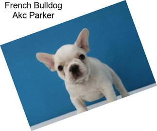 French Bulldog Akc Parker