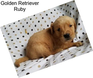 Golden Retriever Ruby