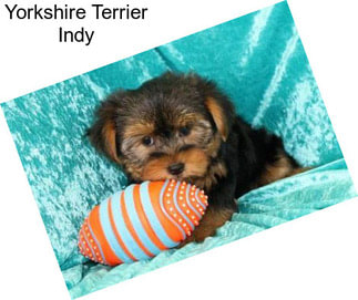 Yorkshire Terrier Indy