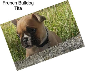 French Bulldog Tita