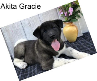 Akita Gracie