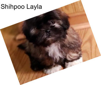 Shihpoo Layla