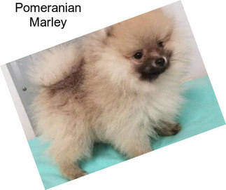 Pomeranian Marley