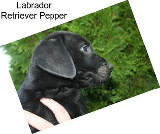 Labrador Retriever Pepper
