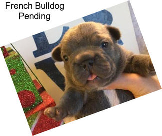 French Bulldog Pending