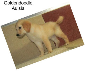 Goldendoodle Auisia