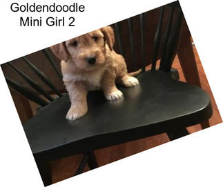 Goldendoodle Mini Girl 2