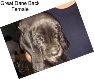 Great Dane Back Female