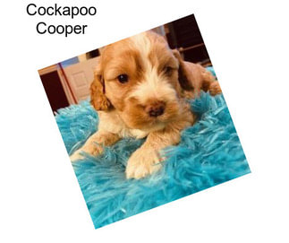 Cockapoo Cooper