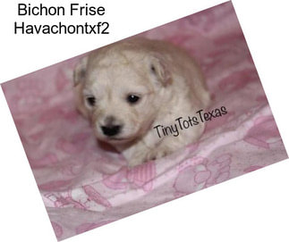 Bichon Frise Havachontxf2