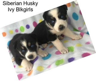 Siberian Husky Ivy Blkgirls