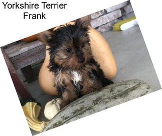 Yorkshire Terrier Frank