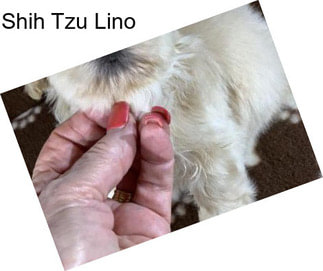 Shih Tzu Lino