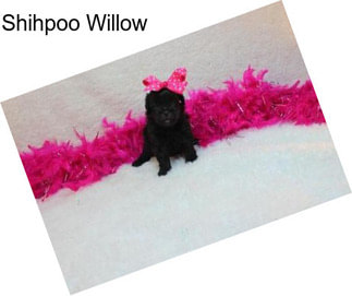 Shihpoo Willow