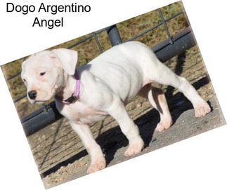 Dogo Argentino Angel