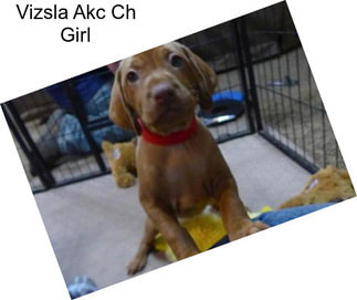 Vizsla Akc Ch Girl