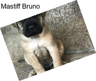 Mastiff Bruno