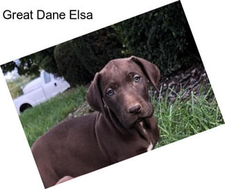 Great Dane Elsa