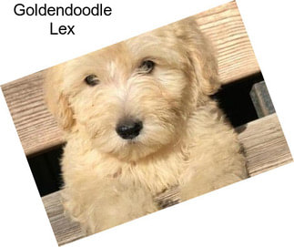 Goldendoodle Lex