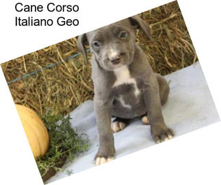 Cane Corso Italiano Geo