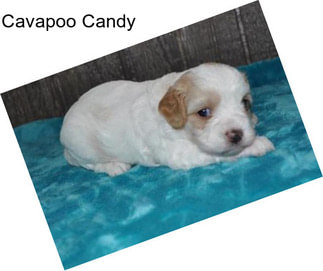 Cavapoo Candy