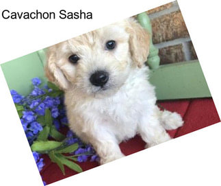 Cavachon Sasha