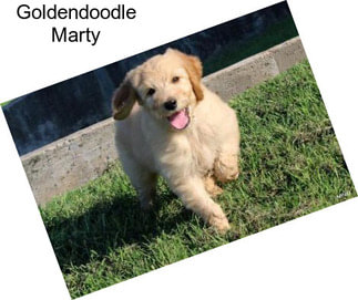 Goldendoodle Marty