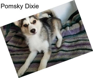 Pomsky Dixie