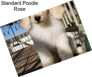 Standard Poodle Rose