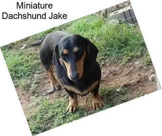 Miniature Dachshund Jake