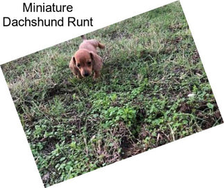 Miniature Dachshund Runt