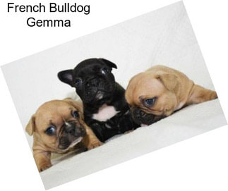 French Bulldog Gemma