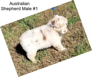 Australian Shepherd Male #1