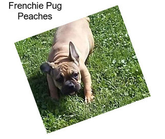 Frenchie Pug Peaches