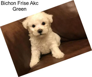 Bichon Frise Akc Green