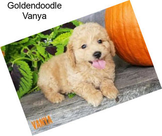 Goldendoodle Vanya