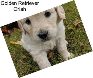 Golden Retriever Oriah