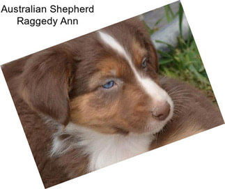 Australian Shepherd Raggedy Ann