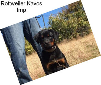 Rottweiler Kavos Imp