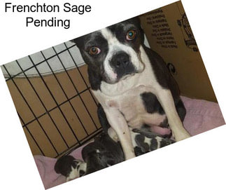 Frenchton Sage Pending