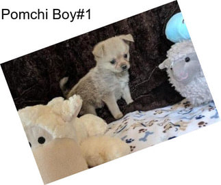 Pomchi Boy#1