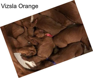 Vizsla Orange