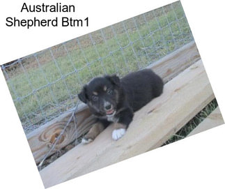 Australian Shepherd Btm1