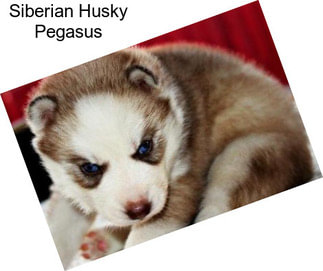 Siberian Husky Pegasus