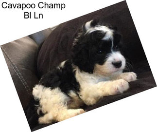 Cavapoo Champ Bl Ln