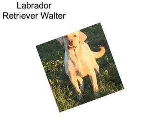 Labrador Retriever Walter