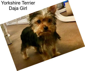 Yorkshire Terrier Daja Girl